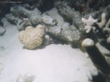 The Madarinfish you see hiding just under the dead coral was VERY difficult to take a picture of.