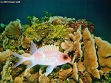 The Diving