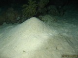 Diving the Red Sea
