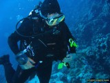 Diving the Red Sea Diving the Red Sea