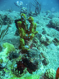 Diving Tortola, British Virgin Islands