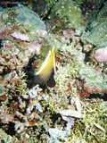Maybe a Humphead Bannerfish?