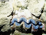 Playing with the macro lenses again for this great picture of a Large Giant Clam.