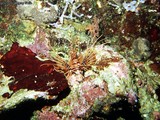 This picture of a Spotfin Lionfish turned out pretty good. These Lionfish were much smaller than I expected.