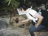 Alright! A cockfight! Cockfighting is a very popular 'sport' in Thailand.