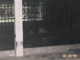 The famous Ling Ling the Panda at the Canton Zoo. She sleeps over 20 hours a day. Can you see her?