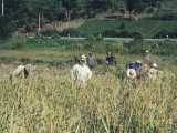 Here the entire extended family is out harvesting their farm. Most people in this region have a family farm where they grow enough rice for a whole year and usually have enough to sell at market as well.