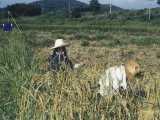 We saw a family harvesting rice so we asked our tour guide to show us around.