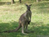 Fun Kangaroo in the Australia House.