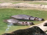 Sleepy sleepy Hippos.