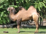 Bactrian Camel.