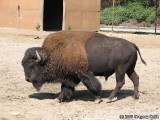 Huge Bison.