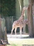 Reticulated Giraffe in The Savannah.