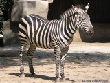 Zebra.