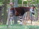 We were surprised to learn that the nearest relative to the Okapi is the Giraffe.