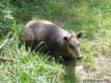The Yellow-Backed Duikers looks like a small cow.