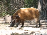 A very furry Red River Hog.