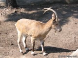 Ibez, a Siberian mountain goat.