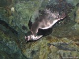A Penguin under water.