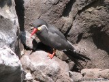 An Inca Tern in the Penguin habitat.