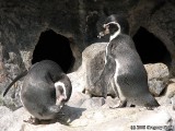 A pair of Penguins outside.