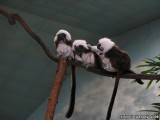 I think these are Golden Lion Tamarin.