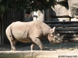 A Black Rhino.
