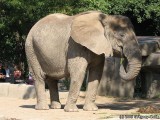 African Elephant.