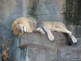 A sleepy African Lion.