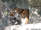 The very shy Armur (aka Siberian) Tiger poking his head out.