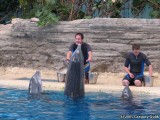 The trainers introduce the females.