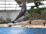 I think this is one of the larger Males doing impressive tricks.