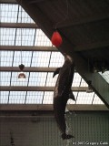 A very high jump.