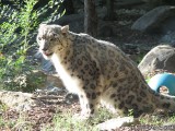 A Snow Leopard surprisingly awake in the late afternoon.