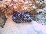 Diving in Cabo Diving in Cabo