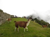 Machu Picchu - Day 4 Machu Picchu - Day 4
