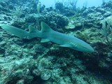 Diving in Belize Diving in Belize