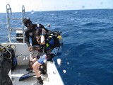 Jasmine's Checkout Dives Jasmine's Checkout Dives