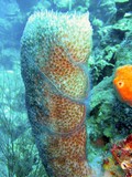 Diving in Belize Diving in Belize