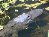 Everglades National Park - Shark Valley Everglades National Park - Shark Valley