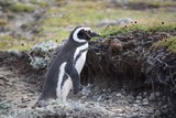 Punta Arenas, Chile and Otway Penguin Reserve Punta Arenas, Chile and Otway Penguin Reserve