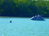 Capt. Ron's Awesome Everglades Adventure Capt. Ron's Awesome Everglades Adventure