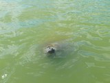 Capt. Ron's Awesome Everglades Adventure Capt. Ron's Awesome Everglades Adventure