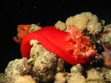 Diving the Red Sea Diving the Red Sea