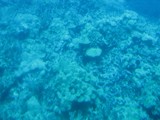 Underwater Kona Underwater Kona