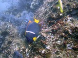 Diving in Cabo Diving in Cabo