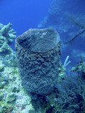 Diving in Belize Diving in Belize