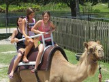 Lion Country Safari Lion Country Safari