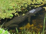 Everglades National Park - Shark Valley Everglades National Park - Shark Valley