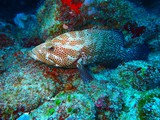 Scuba Diving - Day 2 Scuba Diving - Day 2